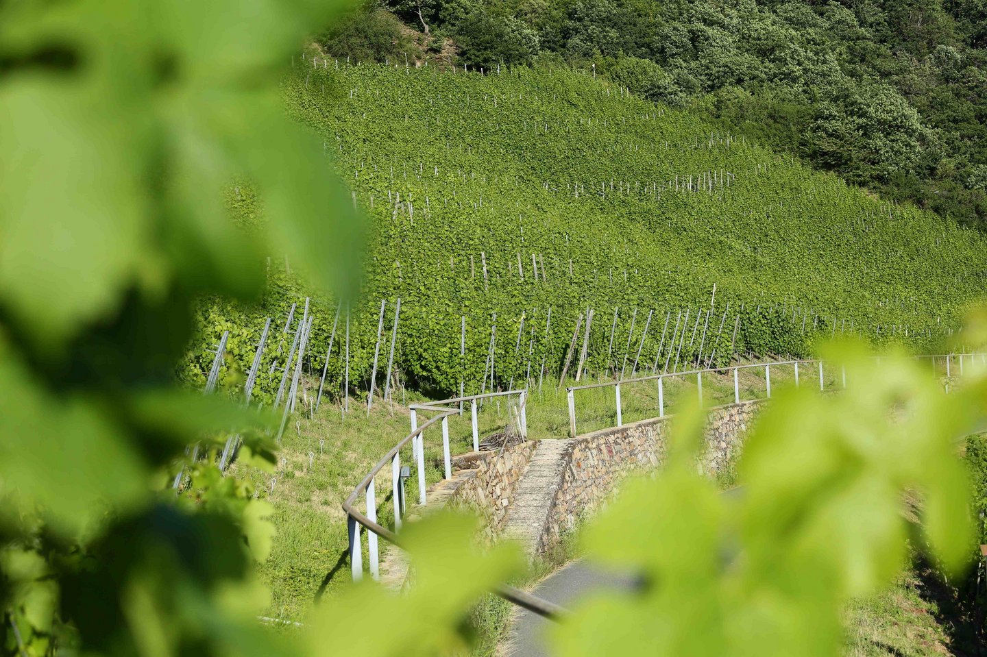 Weinberge in Bornich