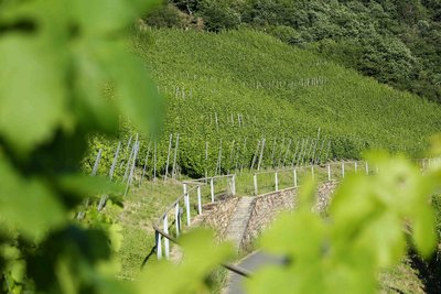 Weinberge