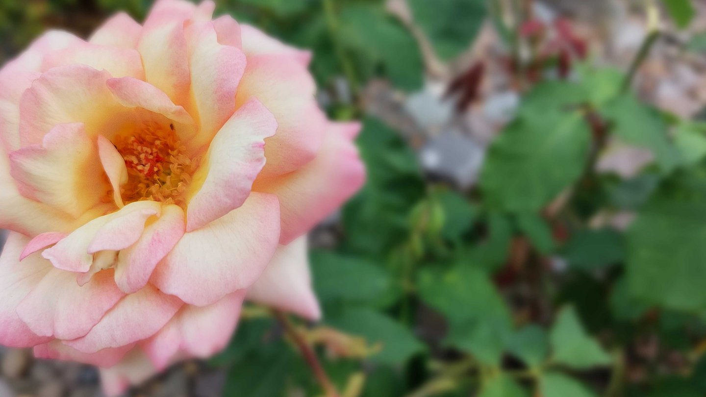 Detailsbild der Rosensorte "Loreley"
