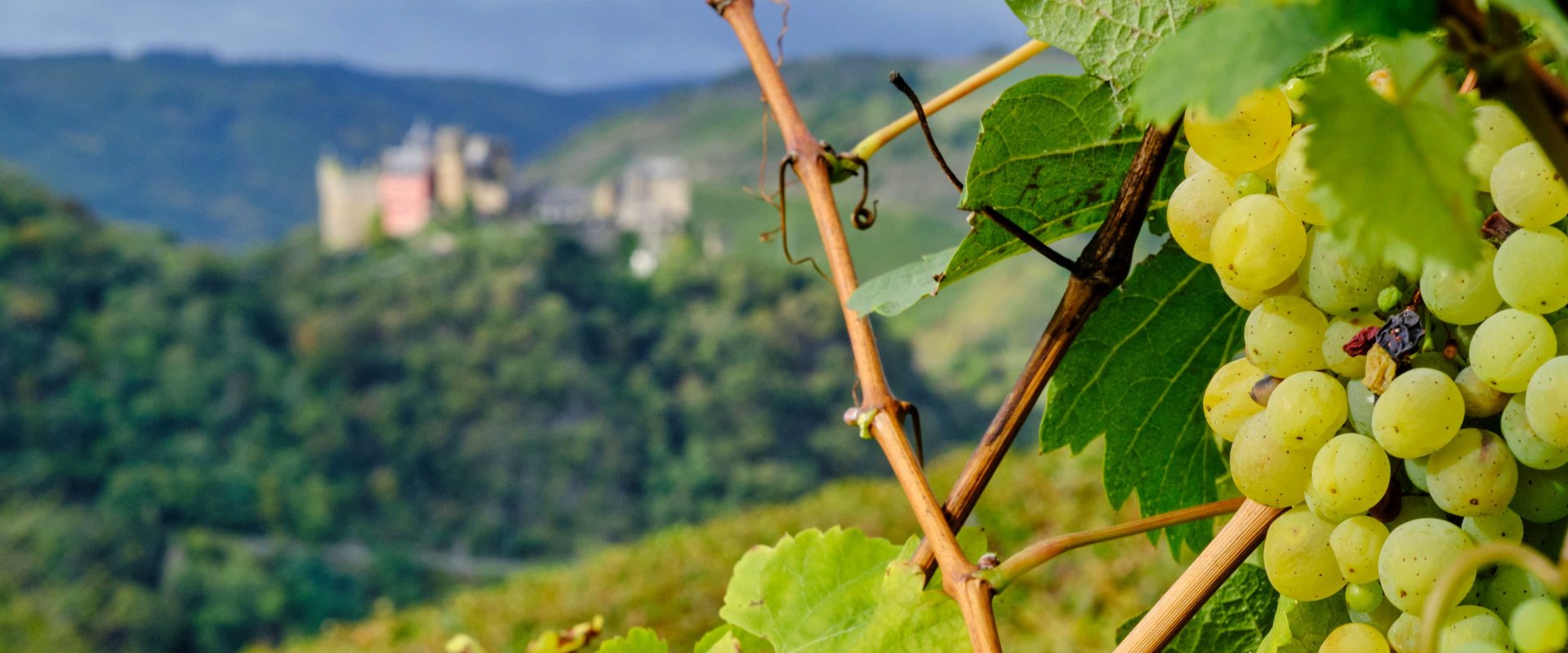 Ein Weinberg - im Hintergrund sieht man eine Burg
