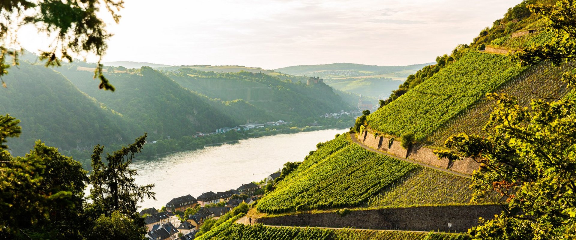 Weinberge in der Loreley Region