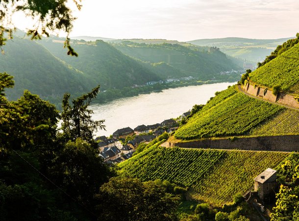 Weinberge in der Loreley Region