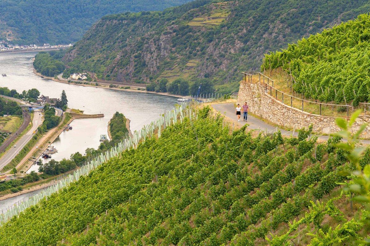 Wandern in den Weinbergen der Loreley Region