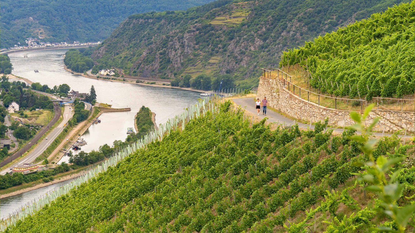 Wandern in den Weinbergen der Loreley Region