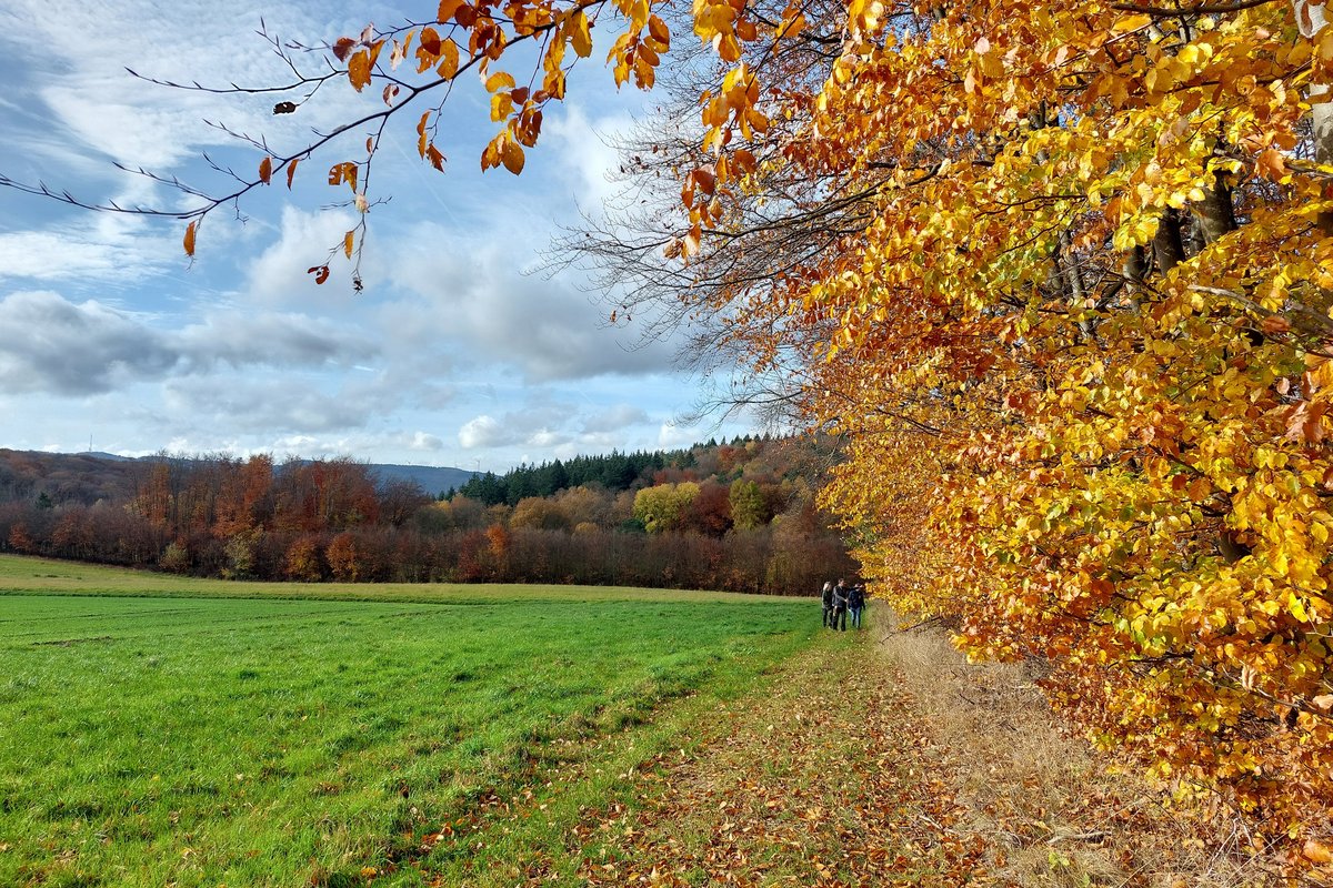 Wandern Lykershausen - Kamp-Bornhofen Wanderer am herbstlichen Waldrand