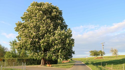 Ortsgemeinde Reitzenhain